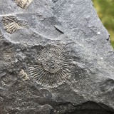 Dactylioceras commune